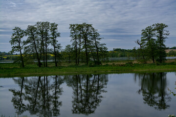 Fototapeta na wymiar Reflection of trees in water in Cracow, Malopolskie, Poland.