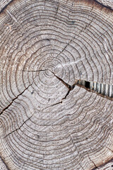 Cut old tree, trunk depicting rings, lines talking about the age of the tree