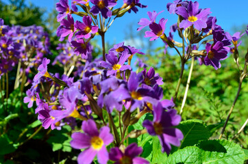 Fototapeta na wymiar beautiful and vibrant purple and violet primula flowers in summer sunshine, flower from Andoya, Bleik