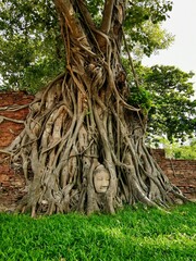 buddha head in tree roots thailand
