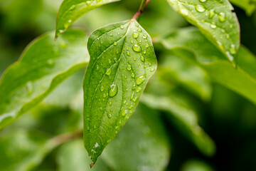 rain drops on the green leafs