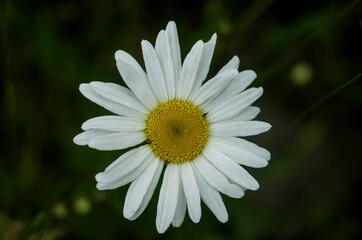 Obraz premium white daisy flower