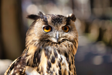Close-up view of a brown owl with golden orange eyes.