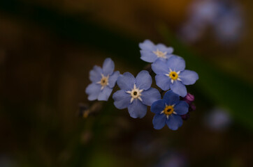 forget me not