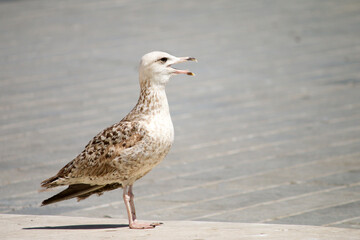 Istanbul brown seagull beak open.