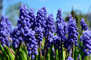 beautiful blue muscari botryoides flowers, also knows as grape hyacinth in summer sunshine