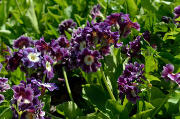 beautiful violet and purple primula pubescens flowers in summer sunshine closeup