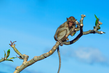 Macaque monkey on the tree