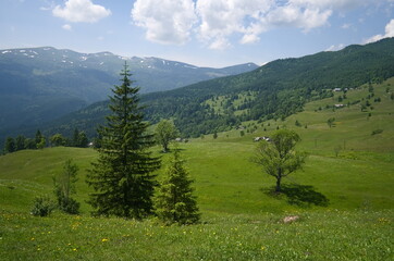 Pine tree against green meadow and panoramic mountain range landscape. Stunning mountains view. Carpathian mountains, Ukraine