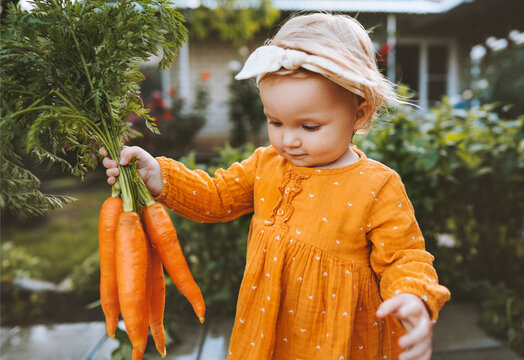 Child holding carrots in garden healthy food lifestyle vegan organic vegetables homegrown agriculture farming concept