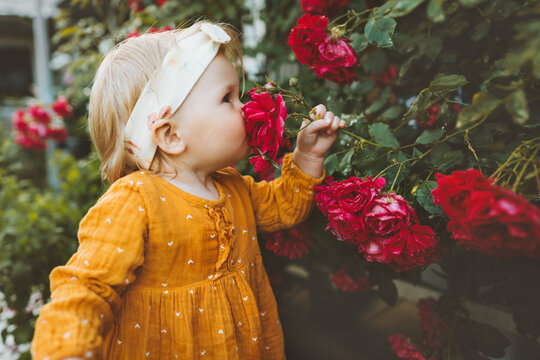 Child girl smelling flowers red roses in garden childhood baby summer lifestyle aromatherapy harmony with nature
