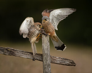 Male and Female Kestrels fighting over mouse on a fence post.  
