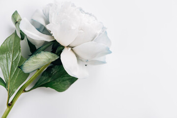 Fototapeta premium top view of blue and white peony with green leaves on white background