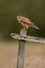 Male Kestrel perched on a fence post with a green background. 