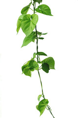 Vine with green leaves, heart shaped, twisted separately on a white background