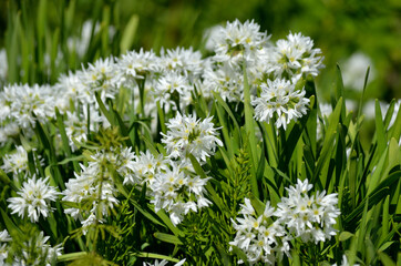 Allium narcissiflorum white wild onion native to southern france and north-west italy in summer