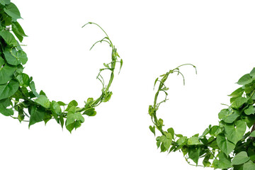 Vine with green leaves, heart shaped, twisted separately on a white background - obrazy, fototapety, plakaty