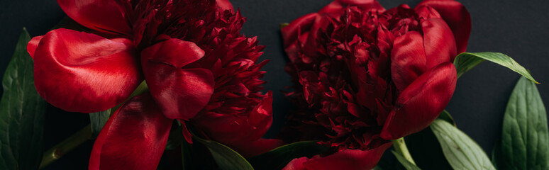 top view of red peonies with green leaves on black background, panoramic shot © LIGHTFIELD STUDIOS