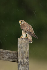Female Kestrel perched on a fence post with a green background in the rain.