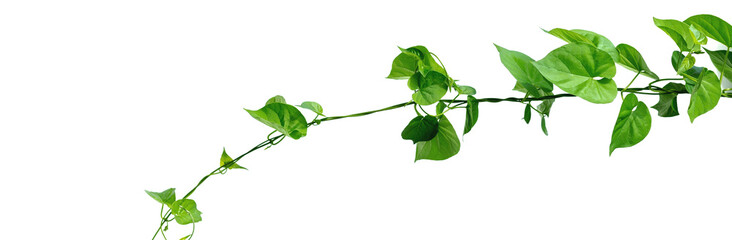 Vine with green leaves, heart shaped, twisted separately on a white background