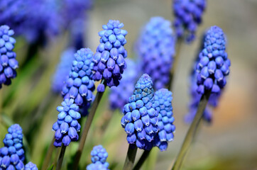 beautiful blue muscari botryoides flowers, also knows as grape hyacinth in summer sunshine