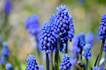 beautiful blue muscari botryoides flowers, also knows as grape hyacinth in summer sunshine
