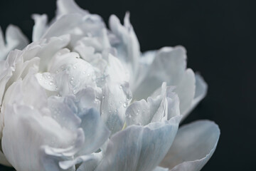 close up view of blue and white peony with drops isolated on black