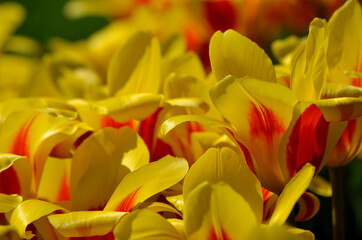 vibrant yellow and red paeonia stevehiano flower in summer sunshine