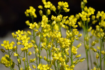 Obraz premium beautiful yellow draba flower in summer sunshine