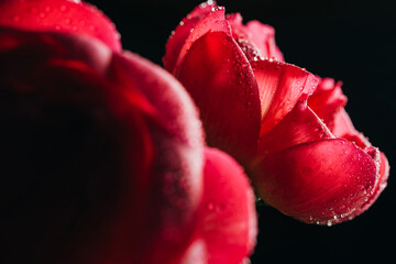 close up view of pink peonies with water drops isolated on black