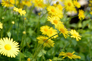 beautiful yellow doronicum orientale flowers in summer sunshine