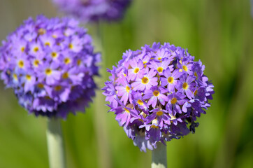 beautiful violet and purple geranium x hybrid flower in summer sunshine