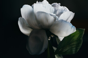 Fototapeta na wymiar Close up view of blue and white peony isolated on black