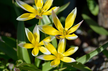 Fototapeta premium yellow flower in summer sunlight