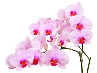 Naklejka na ściany i meble orchid Phalaenopsis blossoming close up