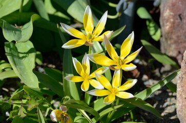 yellow flower in summer sunlight