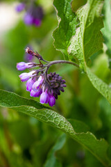 Blue bud of a blue flower. Medicinal plant Larkweed Comfrey lat. S mphytum is a genus of perennial forest herbaceous plants of the Borachnic family. Green leaf. Natural background.