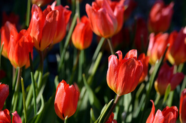 beautiful red tulipa praestaus also known as fusilier in summer sunshine