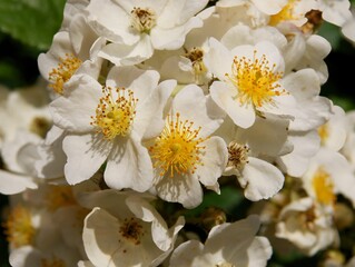 white flowers of wild rose ornamental bush close up