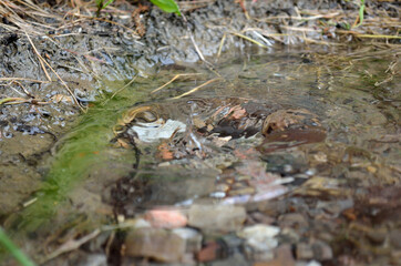 rain drop creates small ripple on clear puddle