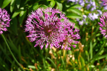 Wild onion. Beautiful flowers. Nature. Suitable for background