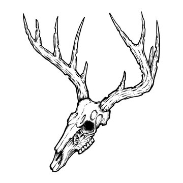 deer skull on white, hand drawn vintage vector illustration. tattoo design sign and symbol.