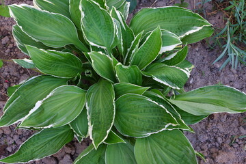 Plants. Flowers. Nature. Suitable for background.