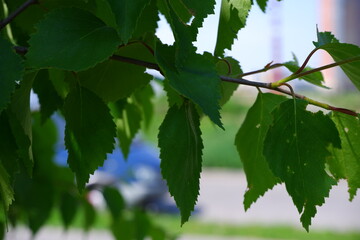 A beautiful sprig of birch. Suitable for the background. Natu