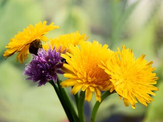 yellow flowers of wild plant Sonchus arvensis