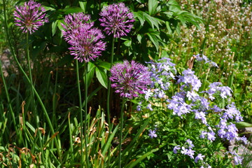 Obraz premium Wild onion. Beautiful flowers. Nature. Suitable for background
