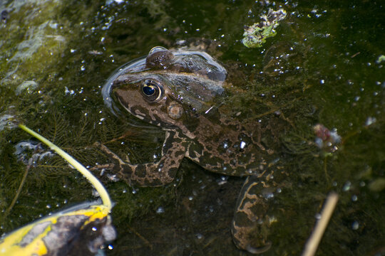 A frog in the lake water. The frog sits among the aquatic plants. Close up photo