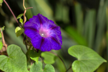 flor de enredadera morada, Ipomoea Purpurea