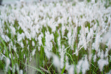 幻想的な群生するチガヤ