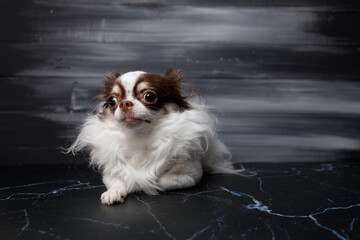 Long haired chihuahua dog closeup portrait isolated on black background.